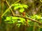 The Malagasy Paradise Flycatcher, Terpsiphone mutata, perched on a tree stump. Isalo National Park. the wild nature of Madagascar