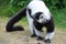 malagasy primate (black-and-white ruffed lemur) in a zoo (france)