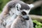 malagasy primate (ring-tailed lemur) in a zoo (france)