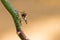 Malagasy robber fly