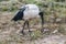 Malagasy sacred black and white ibis bird