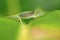 Malagasy side-striped chameleon