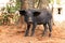 Malagasy sus scrofa