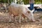 Malagasy sus scrofa