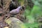 Malagasy turtle dove