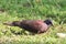 Malagasy turtle dove