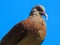 Malagasy turtle dove. La Digue island