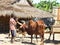 Malagasy Zebu