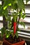 Malagueta fruits - Capsicum frutescens