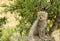 Malaika cheeta cub on a tree