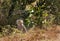 Malaika Cheetah cub near a bush at Masai Mara