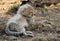 Malaika Cheetah cub relaxin,  Masai Mara