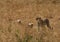 Malaika Cheetah and her cubs moving in Masai Mara Grassland