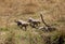 Malaika Cheetah leading her cubs to safer place, Masai Mara