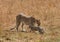 Malaika Cheetah leaking her baby, Masai Mara