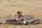 Malaika and her cubs resting, Masai Mara