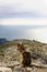 A Malamute breed dog sits on top of a cliff and looks towards the sea and mountains. Beautiful pets