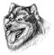 malamute dog in black and white on a white background painted by hand with a gel pen