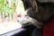 A Malamute dog rides in a car and looks out the window