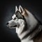 Malamute dog in studio, portrait , Generative Ai