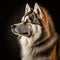 Malamute dog in studio, portrait , Generative Ai