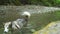 Malamute dog walks in the water along the bottom of a mountain river in jungle natural park in mountains. Hiking on