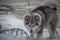 Malamute portrait on a snowy day