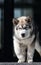 Malamute puppy walks through the streets