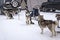 Malamutes waiting for dog race on stage of World Cup in Karelia