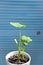 malanga plant houseplant. malanga exotic or tropical plant. nature and flora. american taro