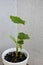 malanga plant houseplant. malanga exotic or tropical plant. nature and flora. purplestem tannia