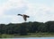 A Malard duck in flight