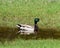 A Malard duck in a small pool of water.