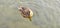 Malard Duck swims on a sea in the water (Anas platyrhynchos