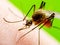 Malaria Infectious Mosquito Bite on Green Background. Leishmaniasis, Encephalitis, Yellow Fever, Dengue, Malaria Disease, Mayaro