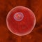 Malaria. Plasmodium in early trophozoite ring stage inside red blood cell