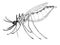 Malarial anopheles mosquito. Drawing image.
