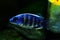 Malawi cichlid protomeÃ©as taiwan reef aquarium fish freshwater