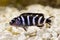 Malawi Cichlid Pseudotropheus demasoni tropical aquarium fish isolated