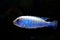 Malawi cichlid Pseudotropheus Socolofi aquarium fish