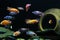Malawi Cichlids colorful fish in aquarium