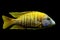 Malawi cichlids. Fish of Labidochromis Hongi sp. Kimpuma on black background