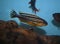 Malawi golden cichlid swimming in freswater aquarium