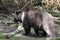 Malay bear. The smallest representative of the plantigrade. A small but very ferocious predator