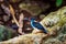 Malay Blue-banded Kingfisher