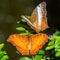 Malay cruiser butterfly - Vindula dejone