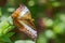 Malay cruiser butterfly - Vindula dejone