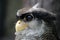 Malay eagle-owl