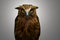 Malay Fish Owl