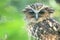 Malay fish owl